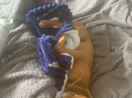 Jack Russell x plummer