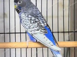 Malenistic spangle budgie