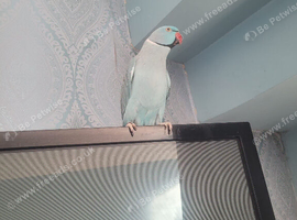 Blue Parakeet For Sale