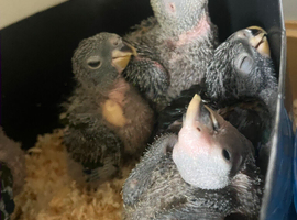 Cuddly hand reared baby Panama Amazon parrots