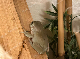 Two young male green tree frogs