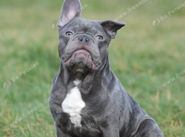 Stitch 4 year old Male