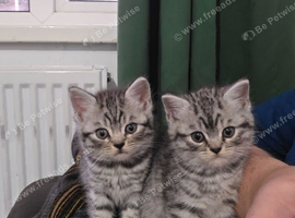 2 silver tabby british shorthair