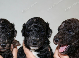 Health tested miniature poodle puppies