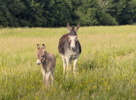 Donkeys mother and foal