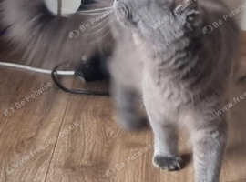 Blue female queen maine coon