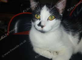 6 month old kitten