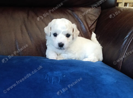 Pedigree Bichon Frise pups