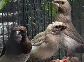4 Bengali finches 2 are crested and one white with red eye