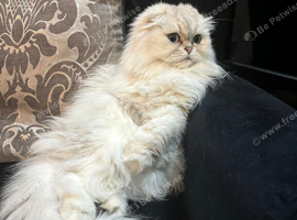 Beautiful longhair Female cat