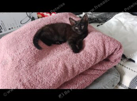 Kitten