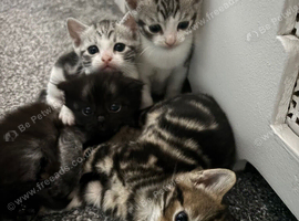 3 beautiful Scottish fold/straight kittens for sale