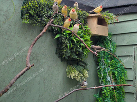 Finches for sale