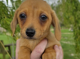 Miniature Dachshund x Pomeranian