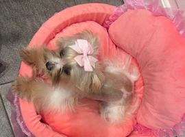 True Tea cup Yorkshire Terrier