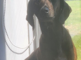 Female daschund