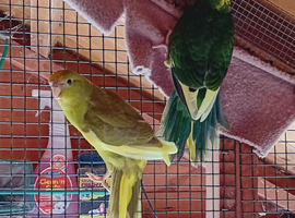 Red fronted and yellow fronted kakarikis
