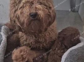 F1B Health Tesred ruby Cavapoo looking for a home