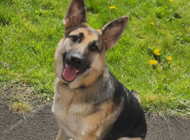 11month old German shepherd girl