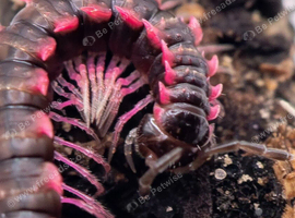 Pink Dragon Millipedes For Sale