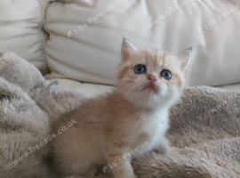 1 boy 1 girl Golden Birish Short hair for sale Pedigree Pere Breed