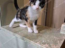 Kitten