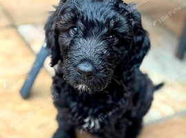 Beautiful goldendoodles x st bernedoodles