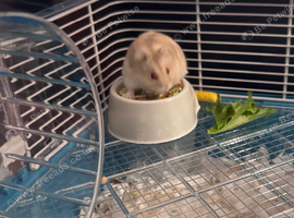 Looking to re home our dwarf hamster