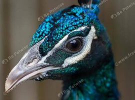 Two Indian Peacocks and Peahens For Sale