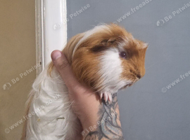 12week old male sheltie for sale!