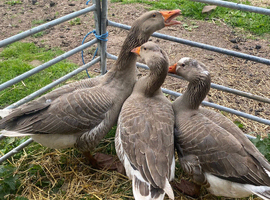 Trio Tolouse  + Ebden geese for sale