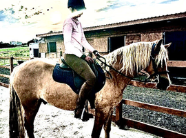 Wanted: happy hacker , over 15hh , under 12yo