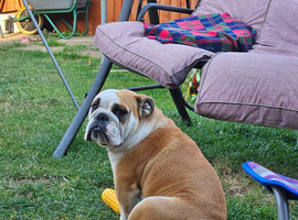 British bulldog