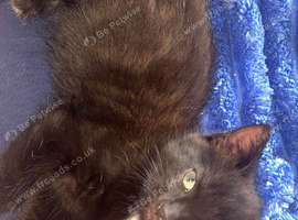 Kitten for sale