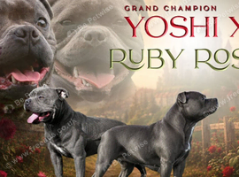 Beautiful KC bloodline champion staffy Puppies