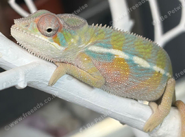 Ambilobe chameleon