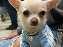 Tiny chi for stud 1.2kg chihuahua