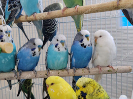 Budgies 2-Month 4 months -Old