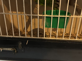 Black Masked Lovebird