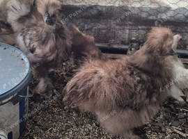 X2 chocolate silkies