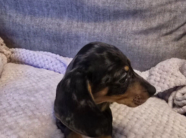 miniature dachshunds