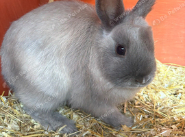 Seal point netherland dwarf