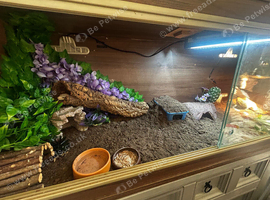 2 geckos