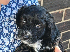 Cavapoo puppies
