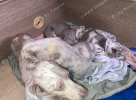 4 Beautiful dachshund lilac cream and tan merle