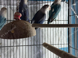 Baby lovebirds Glasgow