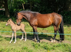 Mare in foal