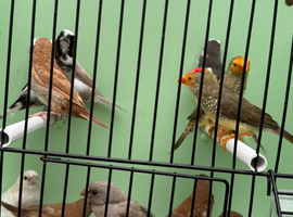 Mixed bengalese finches