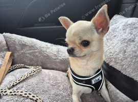 2 year old male Chihuahua for sale
