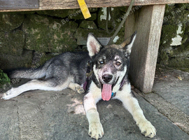 Siberian husky - female 7 months old